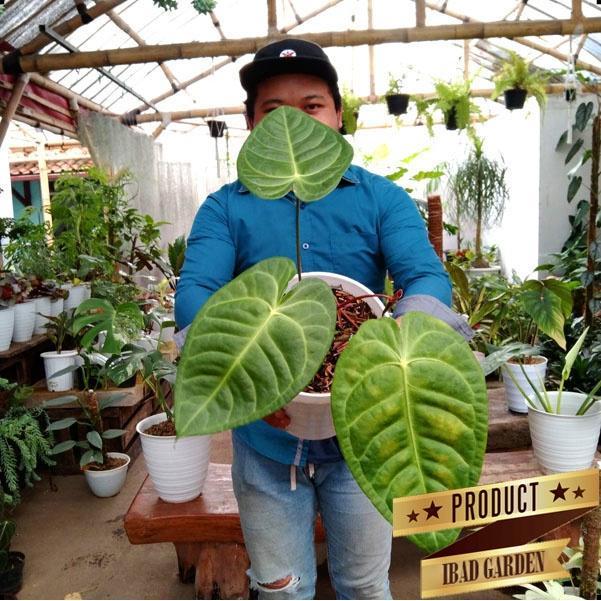 Daftar Habanero Populer: Varietas Paling Dicari untuk Tanaman Anda