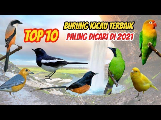 Daftar Gacor Populer: 10 Kicaumania Pilihan Dengan Suara Unggulan