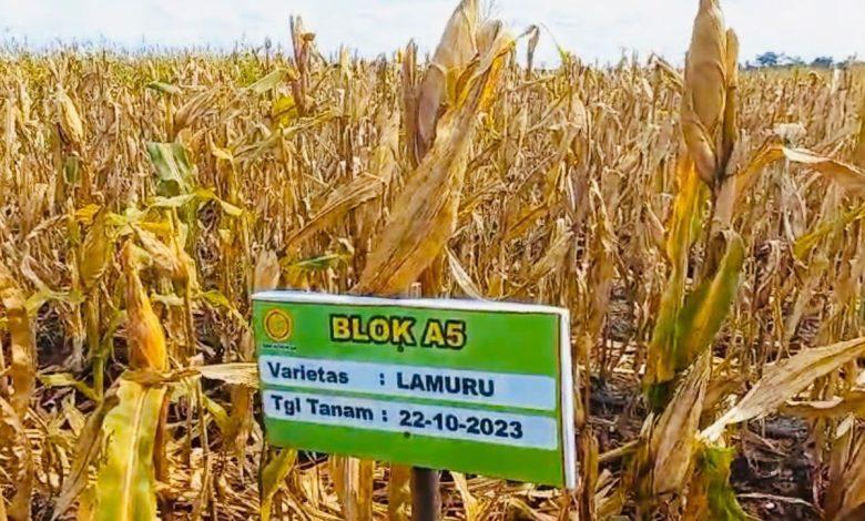 Daftar Habanero Populer: Varietas Paling Dicari untuk Tanaman Anda